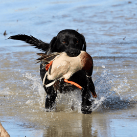 Duck Hunt