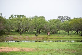 Hondo, TX Dove Hunt