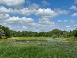 Dove Hunt