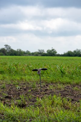 Dove Hunt