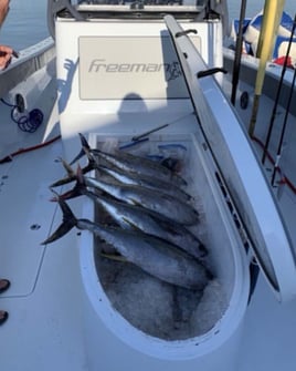 Yellowfin Tuna Fishing in Honolulu, Hawaii