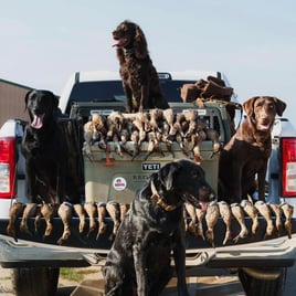 Arkansas Duck Hunts