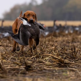 Arkansas Spec & Whitefront Goose Hunt w/ Lodging