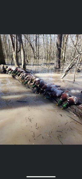 Arkansas Timber Duck Hunts w/ Lodging