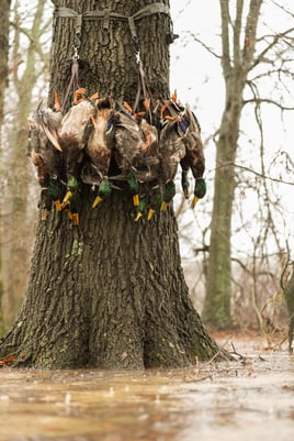 Mallard Hunting in Hickory Ridge, Arkansas