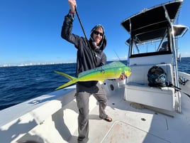 Mahi Mahi Fishing in Pompano Beach, Florida