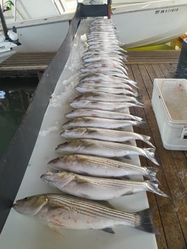 4 Hour Striper (AM or PM)