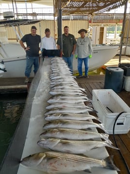 4 Hour Striper (AM or PM)