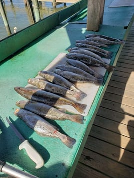 Speckled Trout Fishing in Galveston, Texas