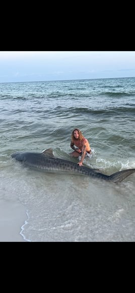 Tiger Shark Fishing in Destin, Florida