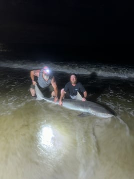 Tiger Shark Fishing in Destin, Florida