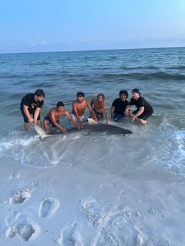 Tiger Shark Fishing in Destin, Florida