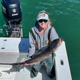 Cobia Fishing in Wanchese, North Carolina