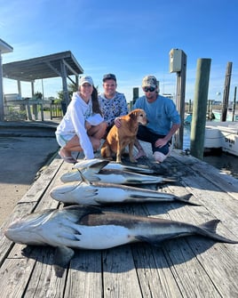 Cobia Fishing in Wanchese, North Carolina