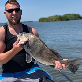 Black Drum Fishing in Sebastian, Florida