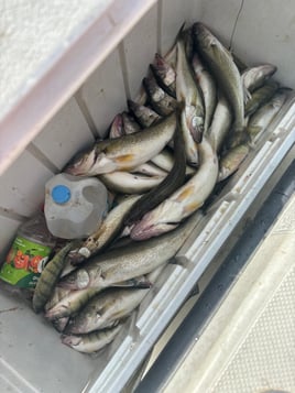 Walleye Fishing in Oak Harbor, Ohio