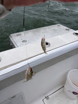 Perch Fishing in Oak Harbor, Ohio