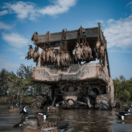 Louisiana Early Teal Hunts