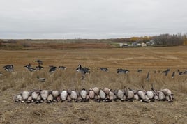 Deering, Missouri Goose Hunt