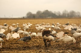 Goose Hunt