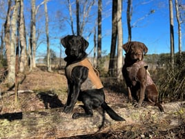 Deering, Missouri Goose Hunt