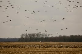 Deering, Missouri Goose Hunt