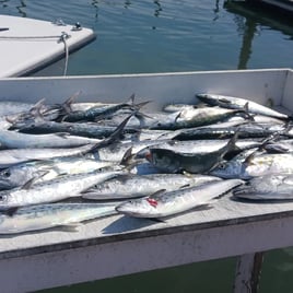 Wrightsville Beach Nearshore Fishing Charters