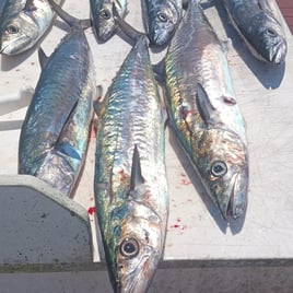 Kingfish Fishing in Wilmington, North Carolina