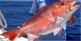 Red Snapper Fishing in Sarasota, Florida