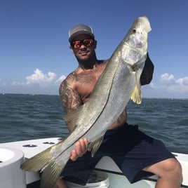 Snook Fishing in Sarasota, Florida