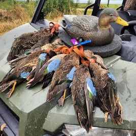 Texas Teal Hunt 🌾🚀