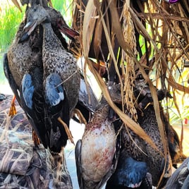 Texas Teal Hunt 🌾🚀