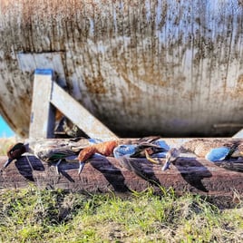 Texas Teal Hunt 🌾🚀