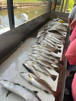 Spanish Mackerel, Speckled Trout Fishing in Dauphin Island, Alabama