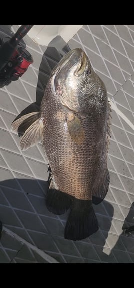 Tripletail Fishing in Daytona Beach, Florida