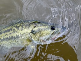 Airboat Guided Brazos River Fly Fishing