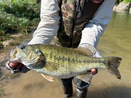 Largemouth Bass Fishing in Aquilla, Texas