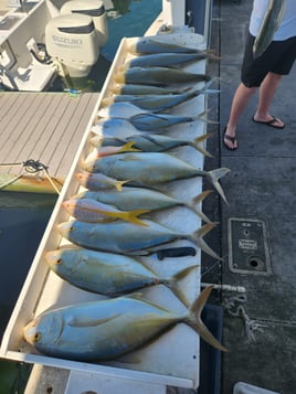 Yellowtail Amberjack, Yellowtail Snapper Fishing in Key West, Florida