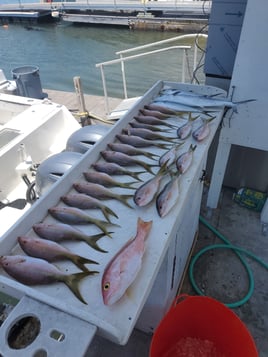 Red Snapper, Yellowtail Snapper Fishing in Key West, Florida