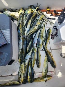 Mahi Mahi Fishing in Key West, Florida