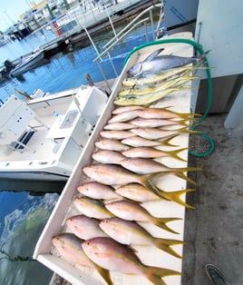 Mahi Mahi, Yellowtail Snapper Fishing in Key West, Florida