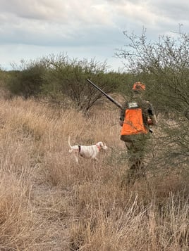 Bobwhite Quail in Mexico