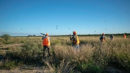 Bobwhite Quail in Mexico