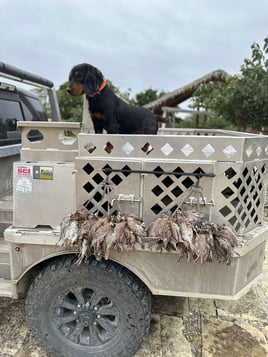 Bobwhite Quail in Mexico