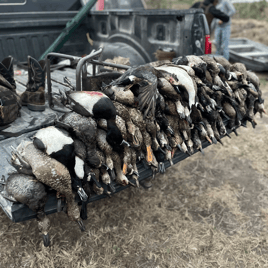 Ducks, Dove & Quail in Tamaulipas, Mexico