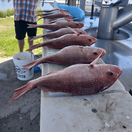 Red Snapper Fishing in Port St. Joe, Florida