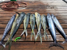 Mahi Mahi, Wahoo Fishing in Nassau, The Bahamas