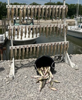 Walleye and Perch Execution