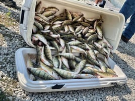 Walleye and Perch Execution