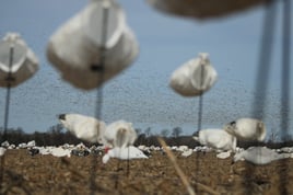 Conservation Goose Hunts w/ Lodging